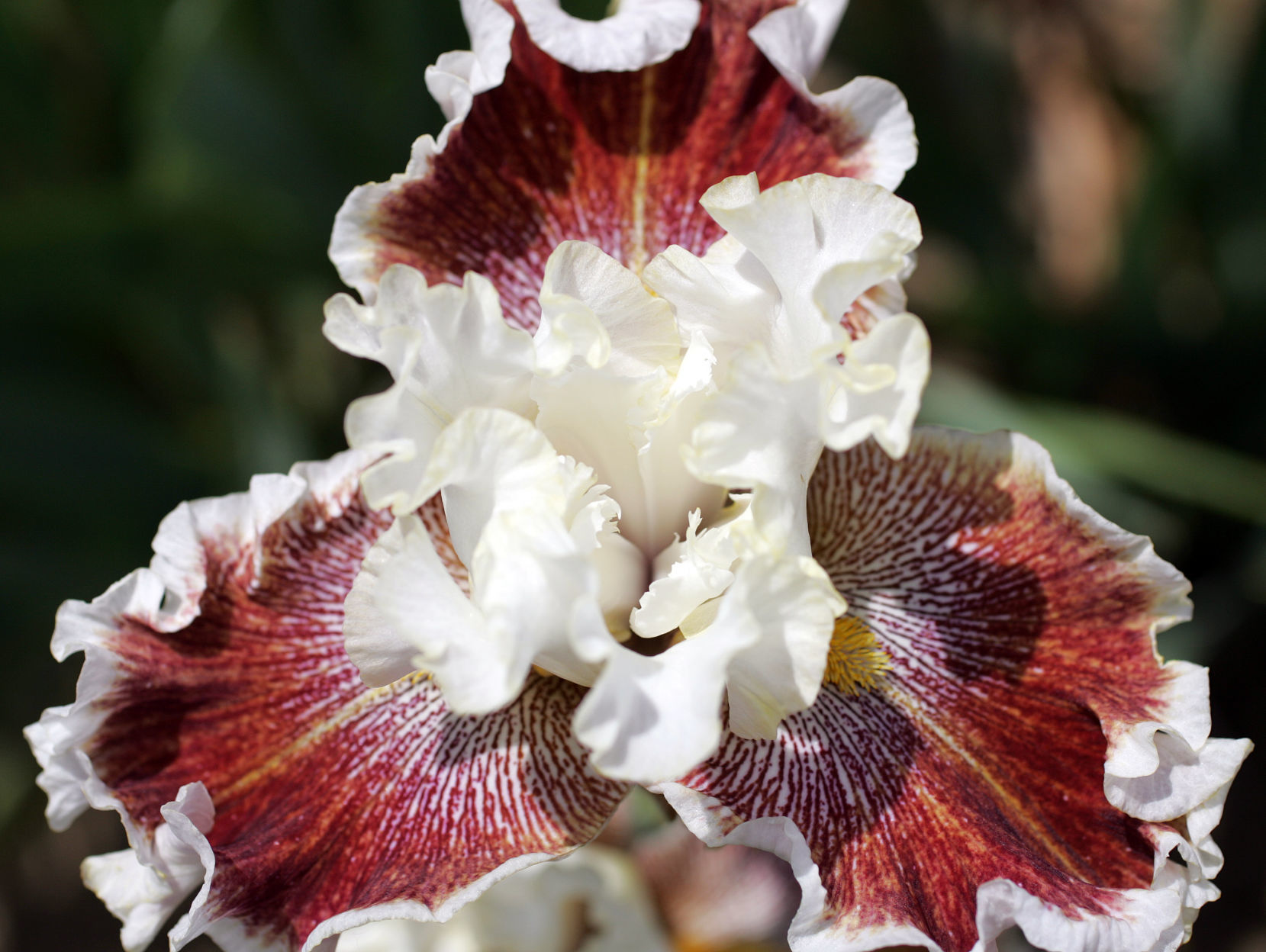 Madison Iris Society show at Olbrich 4